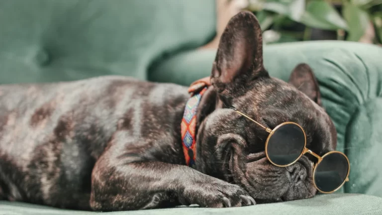 Como Mantener A Mi Perro Fresco En Verano