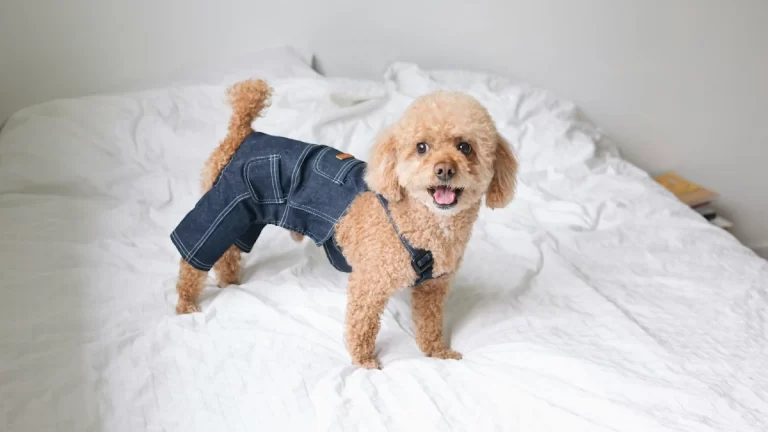 Es Recomendable Ponerle Ropa A Los Perros