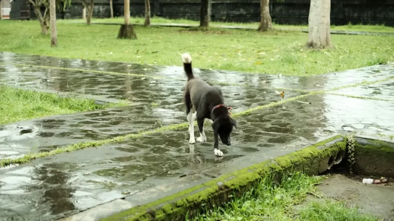 Los Perros Necesitan Ropa En Invierno