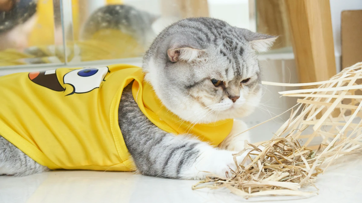 Ropa Para Gatos Es Recomendable
