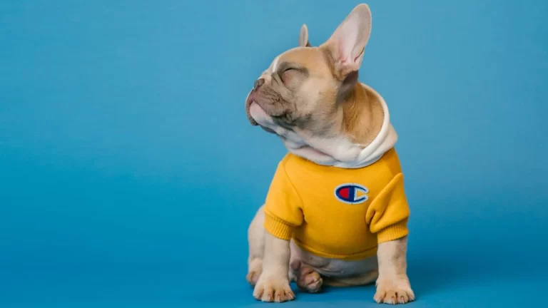 Los Perros Necesitan Sueter