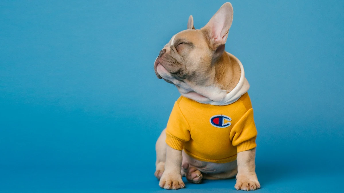 Los Perros Necesitan Sueter