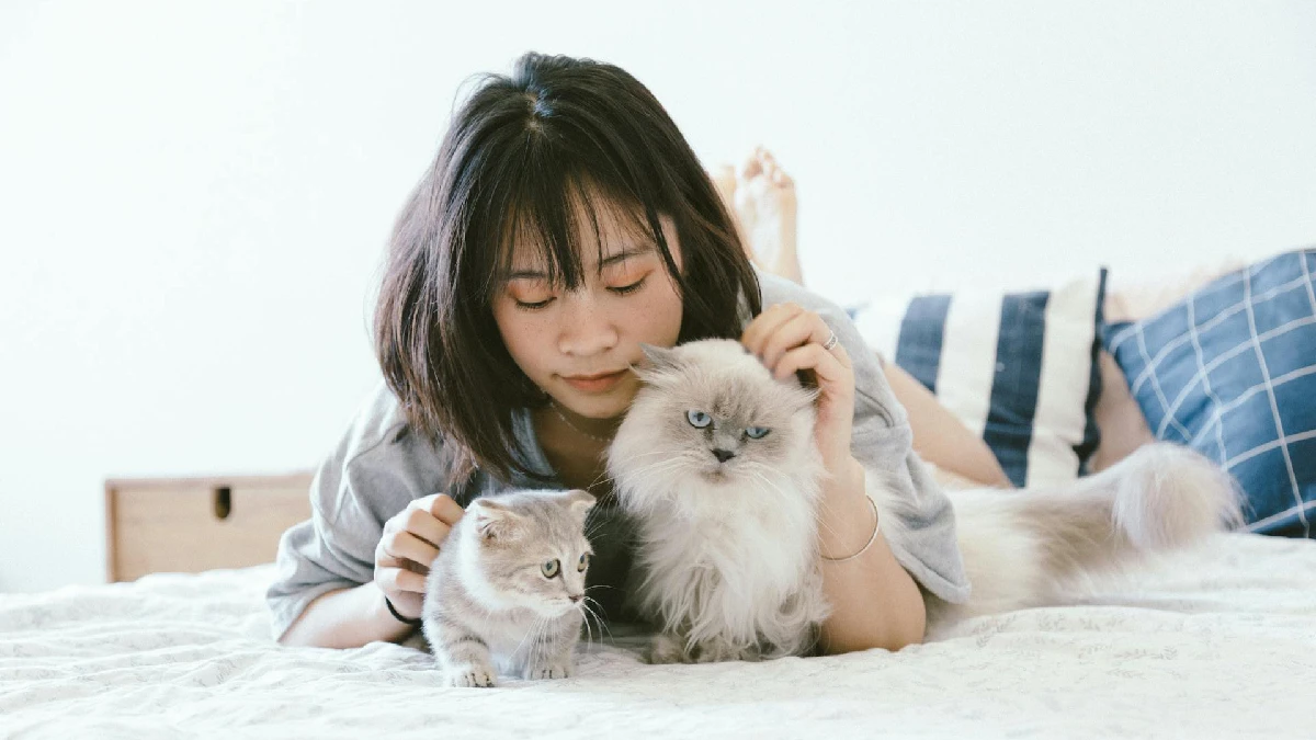 Talla De Ropa Para Gatos