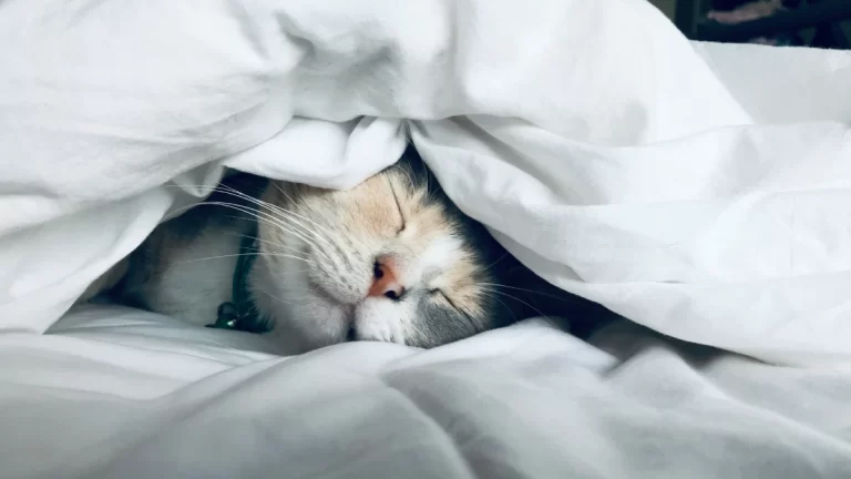 Cosas Que Tienes Que Saber Antes De Tener Un Gato