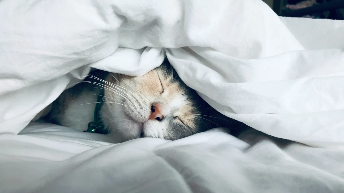 Cosas Que Tienes Que Saber Antes De Tener Un Gato