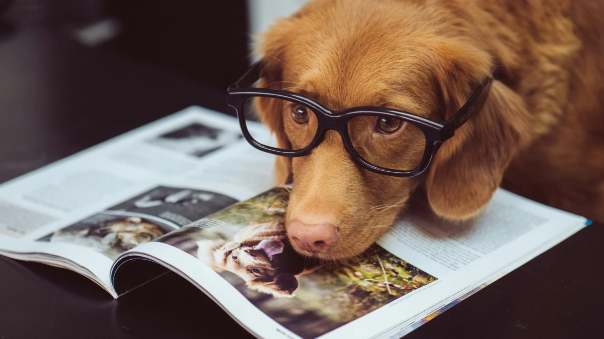 La Importancia De Adoptar Un Perro