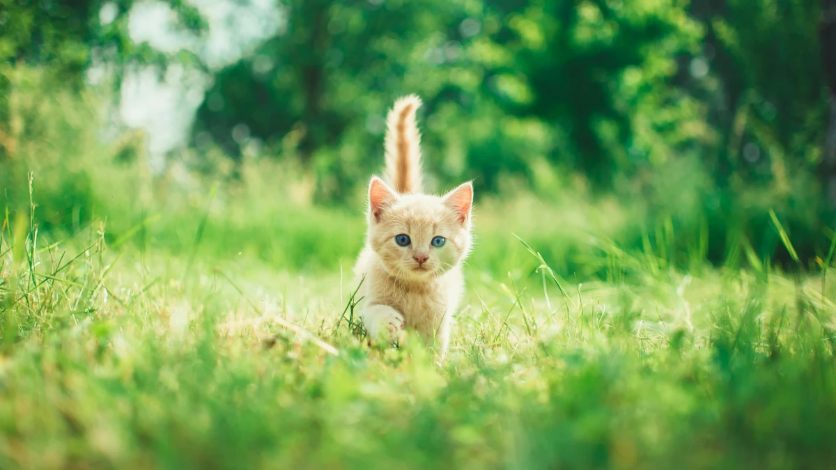 La Importancia De Adoptar Una Mascota